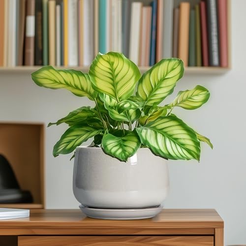 G EPGardening Ceramic Pots for Plants - 6 Inch Plant Pot with Drainage and Ceramic Tray, Modern Succulent Pots, Round Planters for Indoor Plants, Living Room Decor, Gifts for Plant Lovers, Light Grey - Image 6