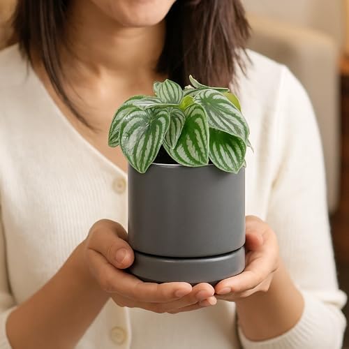 D'vine Dev 4.7 Inch Ceramic Planter Pot, Grey, 94-O-B-3 - Image 6