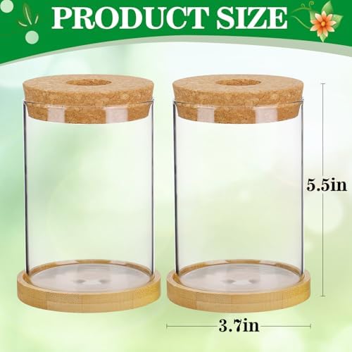 Biggun 2 Pcs Glass Plants Propagation Stations for Home Office Decor - Image 7