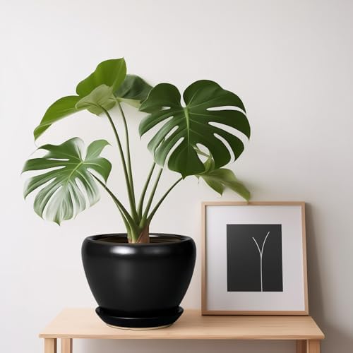 Ceramicfor Ceramic Planter Pot - 6 Inch Plant Pot with Drainage Hole and Saucer Round Planter for Indoor Plants Outdoor Succulent Pot Modern Flower Pot for Home Decor Black - Image 7