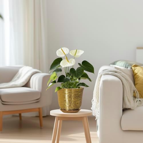 5.6 Inch Plant Pot - Ceramic Planter for Indoor Outdoor, Round Succulent Orchid Pot with Drainage Hole and Plant Saucer, Modern Decorative Planters, Living Room Decor, Gifts for Women, Gold - Image 7