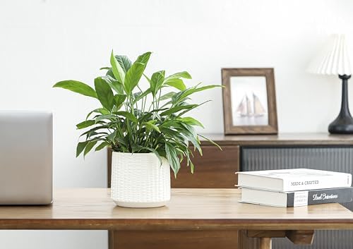 Ceramic Planter Pot with Drainage Hole, 5 Inch Dia, Indoor and Outdoor, Home Patio Garden, Plants&Flowers, Textured Round (White) - Image 7