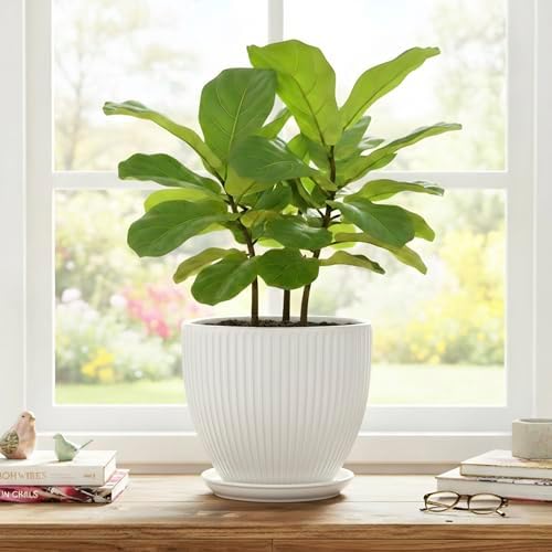 8 Inch Plant Pot, Ceramic Planters for Indoor Plants, Round Pots for Plants with Drainage Hole and Saucer, Modern Decorative Flower Pots, Office Bedroom Decor, Gifts for Plant Lovers, White - Image 7