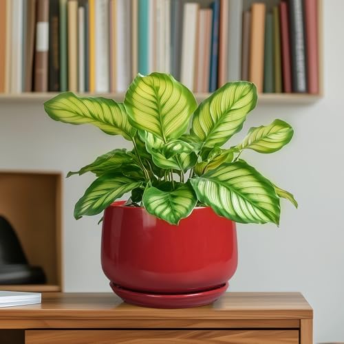 G EPGardening Ceramic Pot for Plants - 6 Inch Plant Pot with Drainage and Ceramic Tray, Modern Living Room Decor, Planter for Housewarming Gifts New Home, Red - Image 6