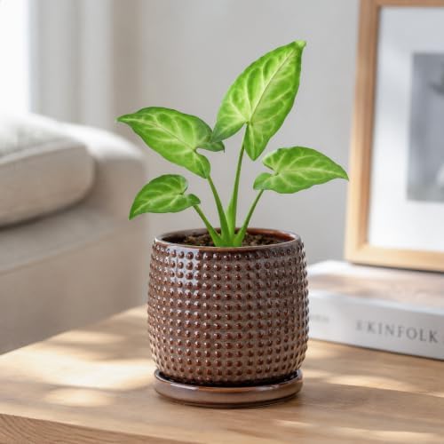 D'vine Dev Beaded Ceramic Pot with Saucer, 4 in, Stone Taupe, 27-C-Z-L - Image 6