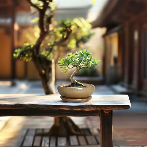 SQOWL Bonsai Pots Small - 6 Inch Ceramic Succulent Pots with Drainage Hole and Saucer, Shallow Round Planter for Indoor Plants Outdoor, Ceramic Cactus Planter, Patio Decor, Housewarming Gift, Brown - Image 7