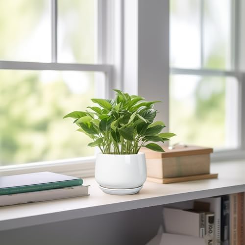 G EPGardening Ceramic Plants Pots - 4 inch Succulent Pots for Indoor Outdoor, Small Planter with Drainage Hole & Saucer, Round Planter, Modern Flower Pot, Office Decor, Plant Lovers Gifts, White - Image 6