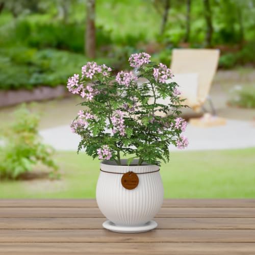 8.3 Inch White Ceramic Planter with Drainage Hole and Saucer - Image 6