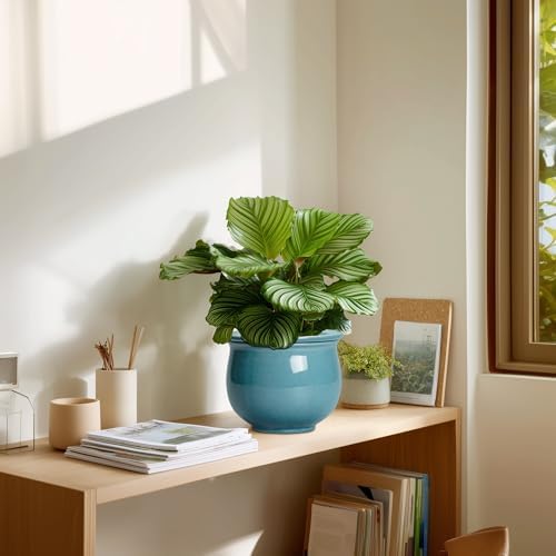 African Violet Pots 6 Inch, Ceramic Self Watering Pot with Absorbent Inner Planter, African Plant Pots for Indoor Plants, Round Flower Pot, Bedroom Decor, Gifts for Plant Lover, Glaze Blue - Image 7