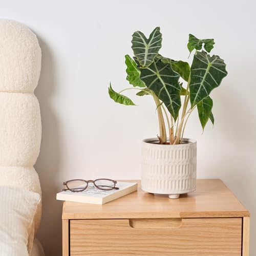 STHIE 5 Inch Ceramic Planters for Indoor Plants, White Snake Plant Pots - Image 6