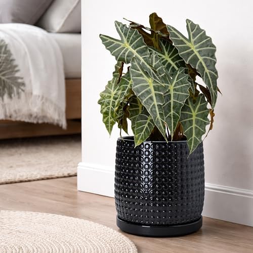 D'vine Dev Beaded Ceramic Pot with Saucer, 10 in, Glossy Black, 27-C-P-2 - Image 6