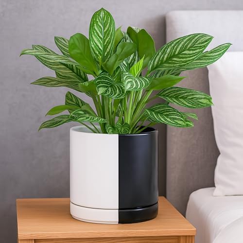 D'vine Dev 8.2 Inch Ceramic Planter Pot, Black White Split, 94-O-D-0 - Image 6