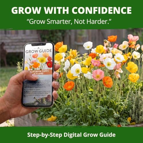HOME GROWN Iceland Poppy 3500 Flower Seeds Papaver nudicaule - Image 7