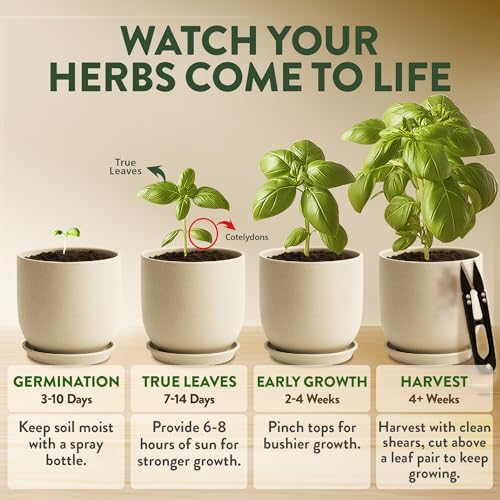 HOME GROWN Organic 4 Herb Indoor Garden Kit - Ideal Christmas Gift Set - Image 6