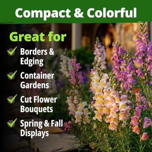 HOME GROWN Fairy Snapdragon 10,000 Flower Seeds Antirrhinum majus - Image 7