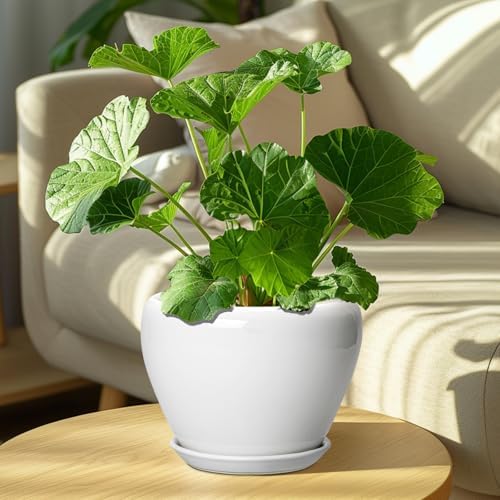 Ceramicfor Ceramic Pot for Plants, 8 Inch Planter, Glossy White - Image 7