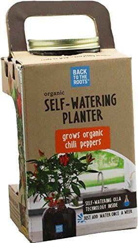 Windowsill Planter: Chili - Image 4