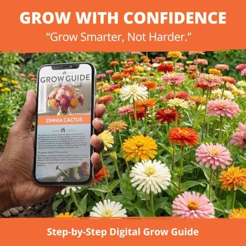 HOME GROWN Zinnia Cactus Mix 2000 Flower Seeds Zinnia elegans - Image 7