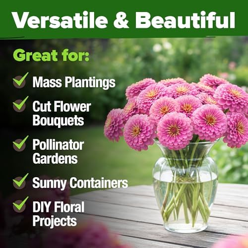 HOME GROWN Zinnia Seeds, Luminosa Pink, 1,500 Seeds, Zinnia elegans - Image 7