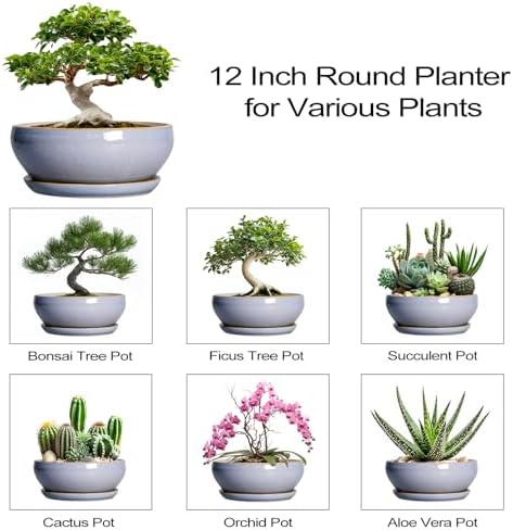 SQOWL 12 Inch Bonsai Pots - Shallow Ceramic Planter for Indoor Plants Outdoor, Large Succulent Pots with Drainage Hole and Saucer, Round Planter Bowl, Porch Decor, Gifts for Plant Lover, Blue - Image 7