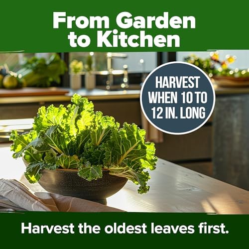 HOME GROWN Georgia Southern Collard Seeds, 300+ Seeds, Brassica oleracea - Image 7