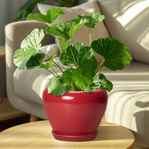 Ceramicfor Ceramic Planter for Indoor Plants, 8 Inch, Glossy Red - Image 7
