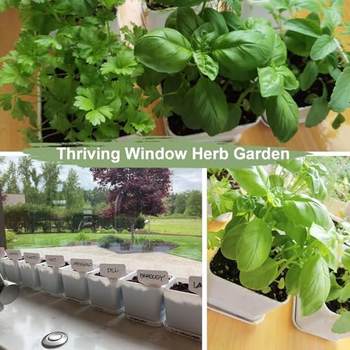 Indoor Herb Garden Kit – 10 Non-GMO Herb Seeds with Soil, Pots & Moisture Meter – Easy Windowsill Gardening Starter Set – Unique Gift for Gardeners, Home Chefs & Families - Image 6