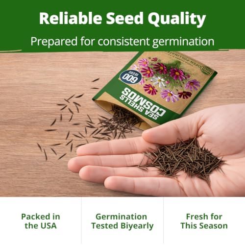 HOME GROWN Sea Shells Cosmos Seeds, 600 Seeds, Cosmos bipinnatus - Image 7
