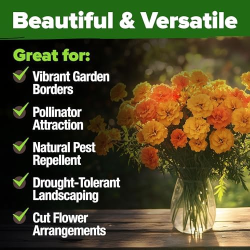 HOME GROWN Crackerjack African Marigold Seeds, 5,600+ Seeds, Tagetes erecta - Image 6