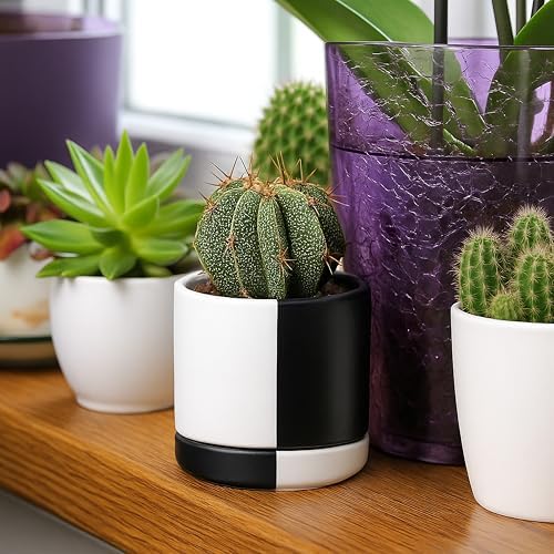 D'vine Dev 3.5 Inch Ceramic Planter Pot, Black White Split, 94-O-A-0 - Image 6