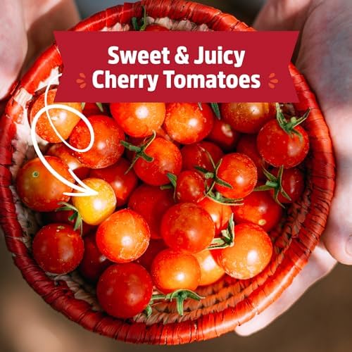 Back to the Roots Cherry Tomato Organic Windowsill Planter Kit - Grows Year Round, Includes Everything Needed For Planting - Image 6
