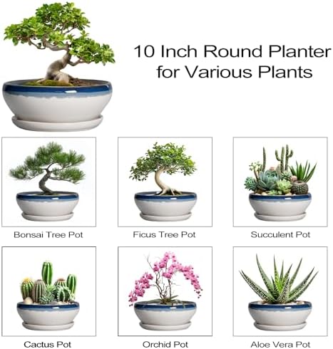 SQOWL Bonsai Pots, 10 Inch Ceramic Pots for Succulents, Blue Off-White - Image 7