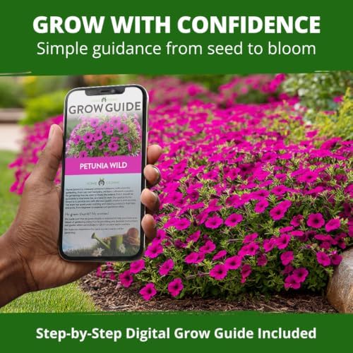 HOME GROWN Wild Petunia 3000 Flower Seeds Petunia violacea - Image 7