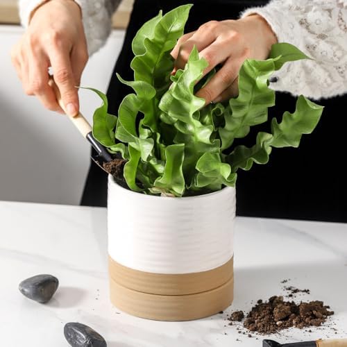 HASENSE Ceramic Plant Pots with Saucers Set of 4, 4.6 Inch Planters for Indoor Plants with Drainage Holes,Two-Tone White Flower Pots for Succulents, Snake Plants & Cactus, Farmhouse Desktop Decor - Image 6