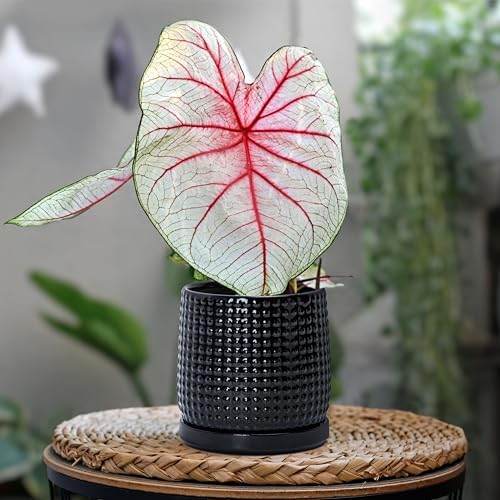 D'vine Dev Beaded Ceramic Pot with Saucer, 4 in, Glossy Black, 27-C-Z-2 - Image 6