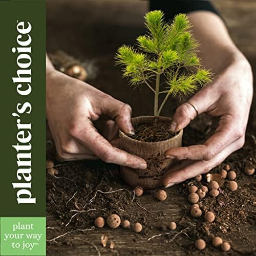 Bonsai Tree Kit for Beginners & Plant Lovers - Grow Your Own Bonsai - Image 7