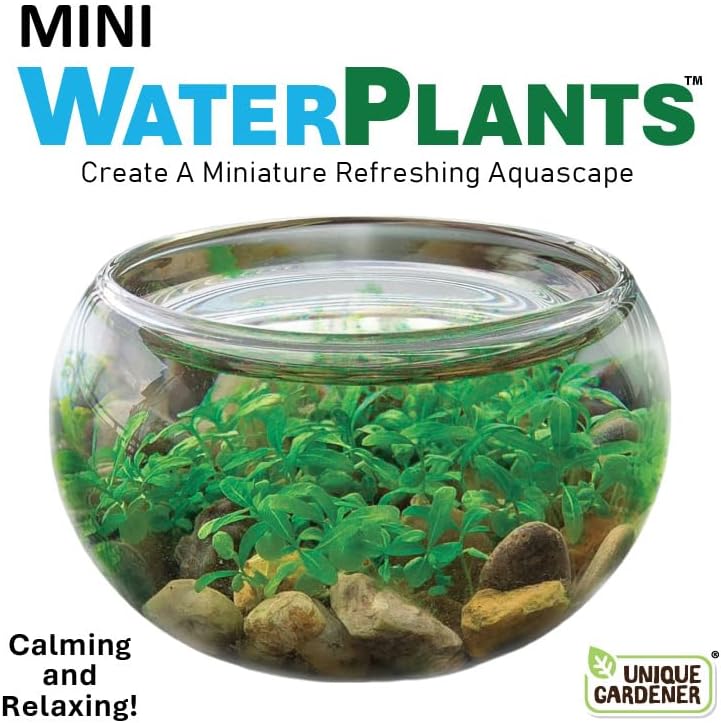 Mini WaterPlants - Create Your Own Soothing Aquasacape Starter Kit, Indoor Plant Glass Globe Terrariums with Complete Supplies, Just Add Water, 1-Pack - Image 5