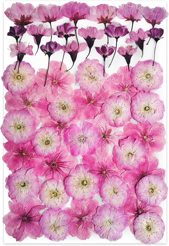 51 Pcs Real Natural Cherry Blossom Dried Pressed Flowers - Delicate Pink Florals for Resin Jewelry, Candle Making, Frame Decor & DIY Craft Projects