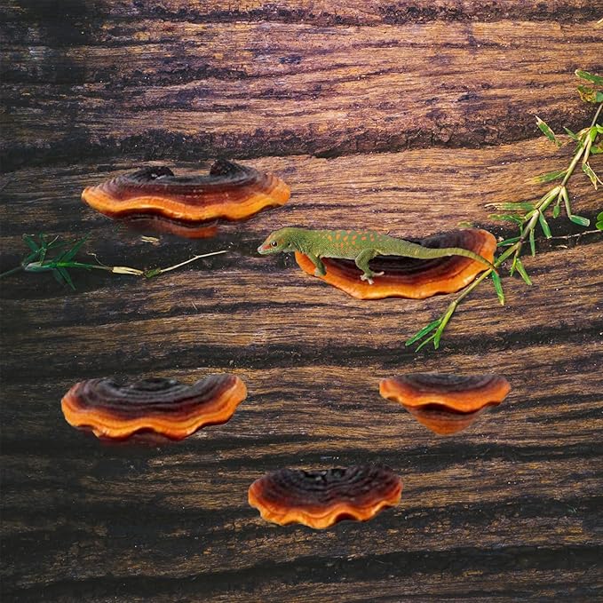 Set of 5 Mushroom Wall Shelves - Small Floating Shelves for Home Decor, Kitchen, Bedroom | Cute Resin Mushroom Shelf, Cottagecore & Reptile Gecko Habitat Accessory
