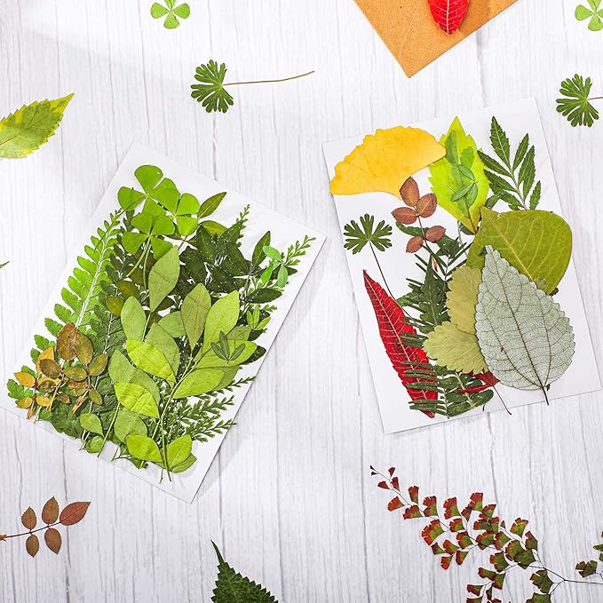 Nuanchu 99 Pieces Assorted Pressed Leaves for Crafts Real Dried Leaves for Resin Plant Herbarium Flowers for Art Craft DIY Jewelry Decoration Handmade Bookmarks, 5 Bags(Classic Style)