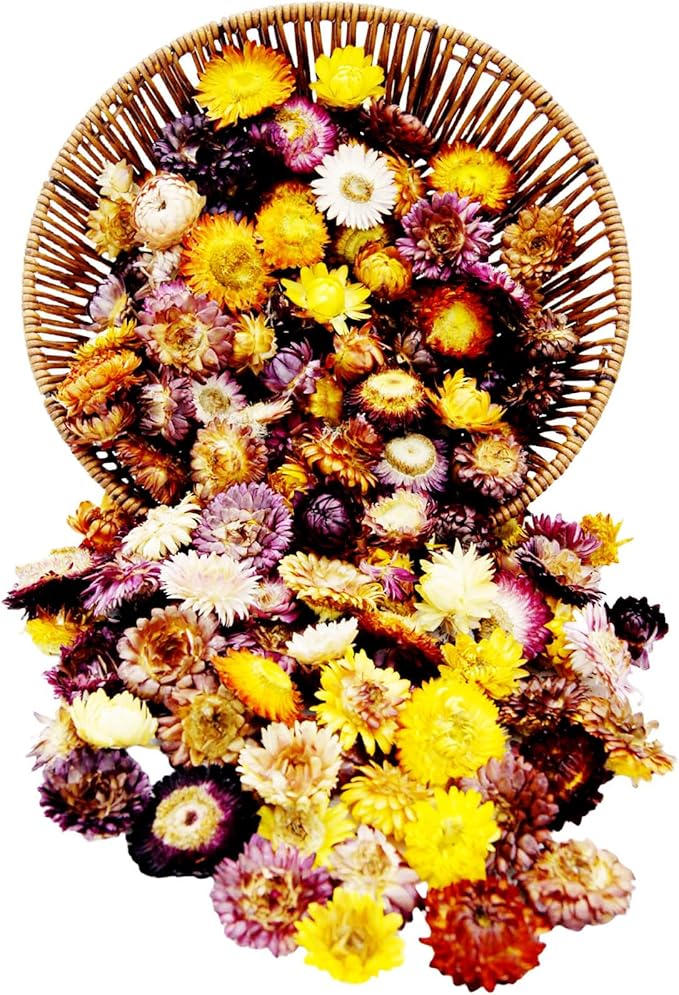 80Pcs Real Natural Dried Daisy Flowers Heads Bulk Gerbera Daisies Real Sunflowers Chrysanthemum Dry Flower Arrangements for Wedding Decor Home Party Decoration and DIY Craft (Multi Colors)