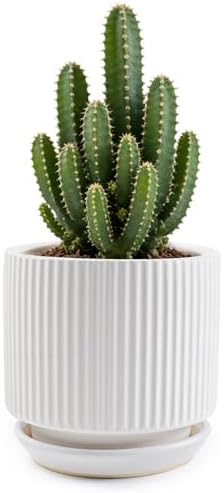 Ceramic-5.1-inch-Flower-Pots-with-Saucer, Small Planters for Indoor Plants with Drainage Hole, White Textured Vertical Stripe Plant Pots for Home Decor, Garden Pot For Succulent Cactus Mint Basil Herb by Xoogifae