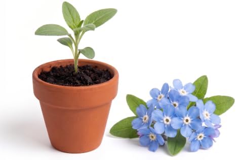 Buzzy Seeds Forget-Me-Not Grow Kit, 20-Pack Bulk Terracotta Pots, Flowers - Image 2