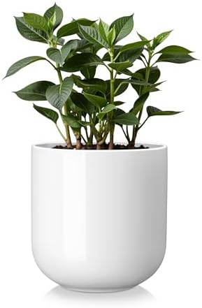 vancasso 6 Inch Ceramic Plant Pots, Planters with Drainage Hole, Flower Pots Planters Pots for Indoor Plants, Modern Indoor Decorative Garden Pot, Home Decor, White by vancasso