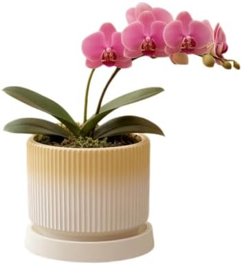 Cuteforyou 5.1 Inch Modern Textured Ceramic Succulent Planter Pot – Perfect for Small Plants, Cacti & Desk Decor – Lightweight & Durable，Yellow by Cuteforyou