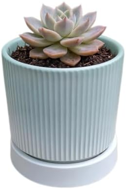 Cuteforyou 3.75 Inch Modern Textured Ceramic Succulent Planter Pot (No Plant Included) – Perfect for Small Plants, Cacti & Desk Decor – Lightweight & Durable，Blue by Cuteforyou