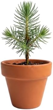 BUZZY Seeds Holiday Spruce Grow Kit 12-Pack, Terracotta Pots, Tree Gift - Image 2