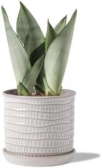 5.8 Inch Plant Pot: Ceramic Planter with Drainage Hole & Saucer - Cream White Flowerpot for Indoor & Outdoor Plants - with Separate Tray for Home & Office - Wave Embossed Design by Chubacoo