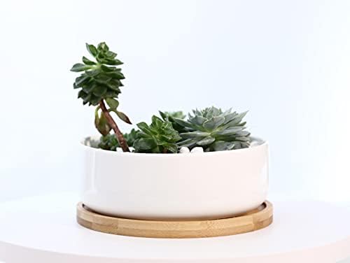 LANKER 6.3 Inch Round White Ceramic Succulent Planter Pot with Bamboo Tray - Image 5