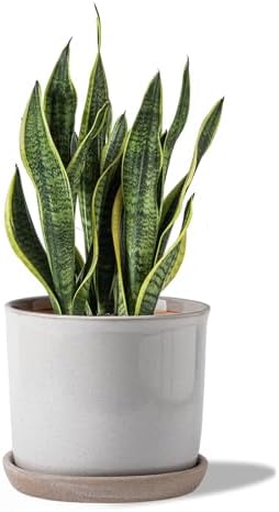 8 Inch Ceramic Plant Pot with Drainage Hole & Separate Saucer by Chubacoo